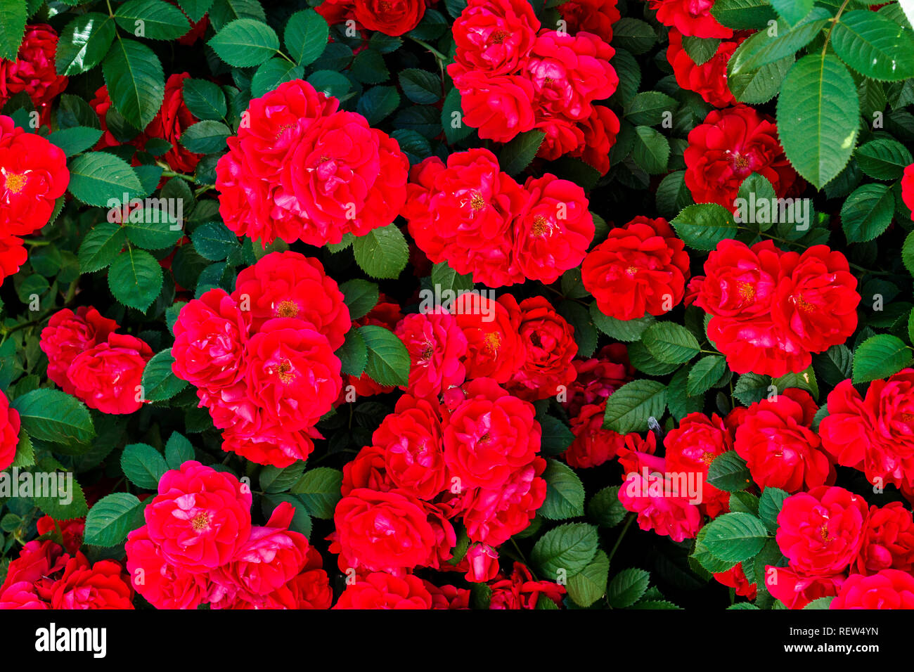 Bella la texture rosso dei fiori e foglie verdi Foto Stock