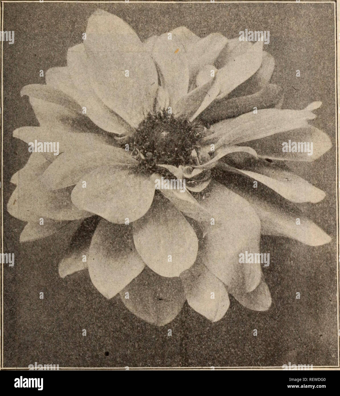 . Dreer all'ingrosso listino prezzi / Henry A. Dreer.. Catalogo di vivaio. PAEONY-FLOWEJREiD DAHLIA RIEiSEN BDEILWEISS Perù. Vellutato-marrone sono indicati in nero ombreggiato quando si apre per la prima volta- ing, diventando soffusa con garnet come esso si sviluppa; molto ricco. Piante pronto Aprile 15th. 75c ciascuna. Porcupine. massa bianco lavato con soft rosa. Piante pronto Aprile 15th. 35c ciascuna. La principessa Royal. Giallo con sovrapposto un roseo sheen. Piante pronto Aprile 15th. 35c ciascuna. Il rev. H. J. cucina. La squisita viola-rosa con sul- phur-macchie gialle. 50c ciascuna. Gemma giallo. Una splendida canary-giallo. Piante pronto Aprile 15th. 50c ciascuna. Raccolta di Foto Stock