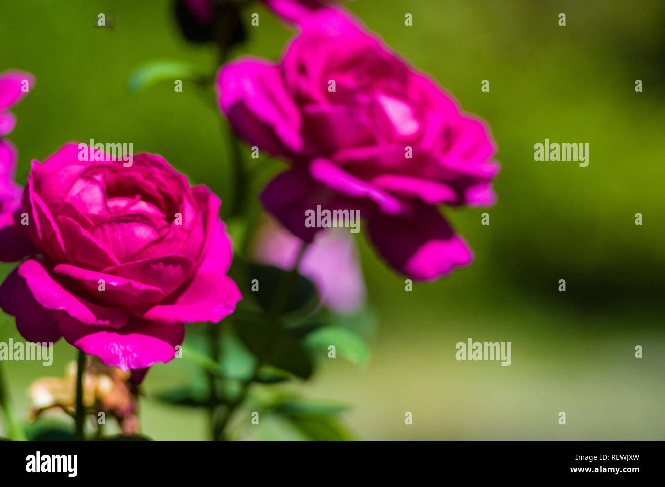 Viola fiore rosa su sfondo verde. La natura. Foto Stock