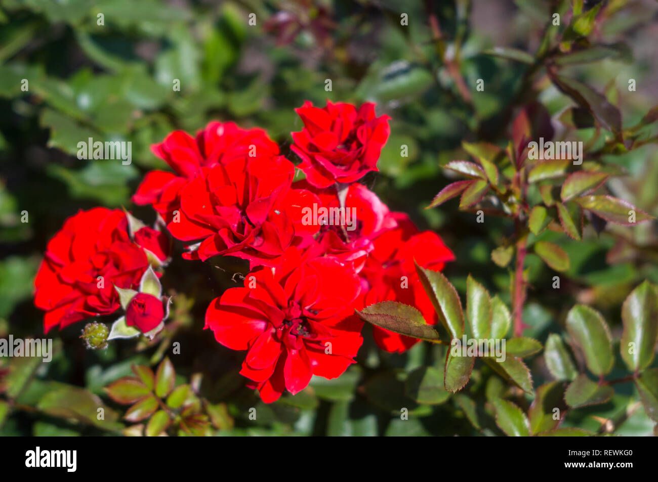 Red Rose fiore su sfondo verde. La natura. Foto Stock