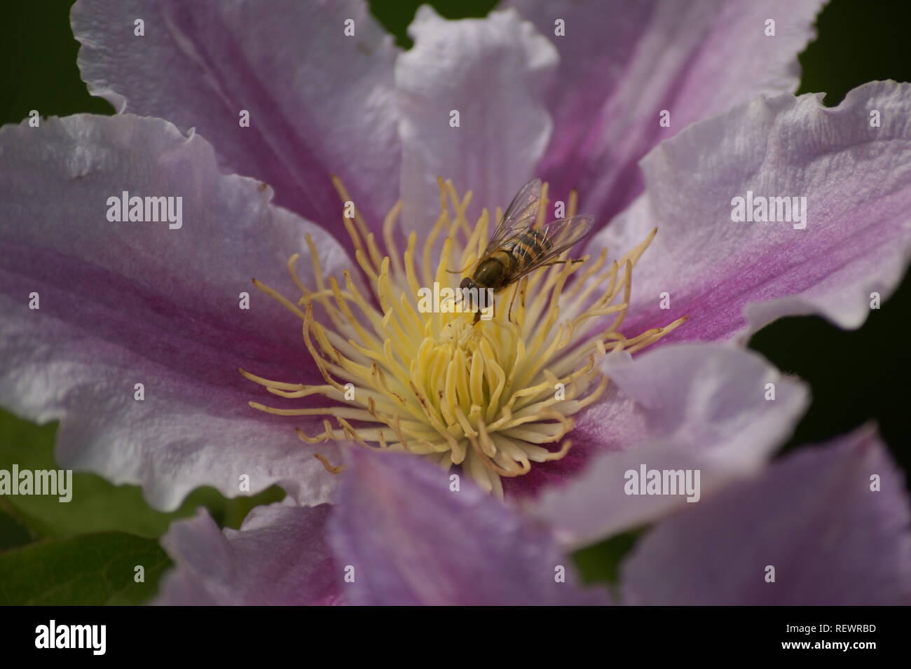 Bee in fiore stucks il nettare Foto Stock