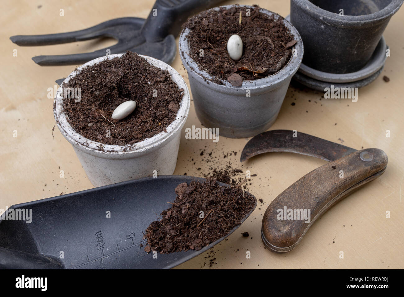 La semina di fagioli in vasi di piccole dimensioni. Lavori di giardinaggio in home condizioni. Sfondo chiaro. Foto Stock