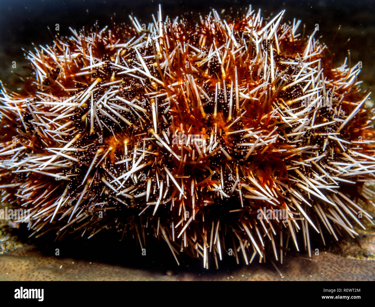 Ricci di mare animali globulari, echinodermi nella classe Echinoidea Foto Stock