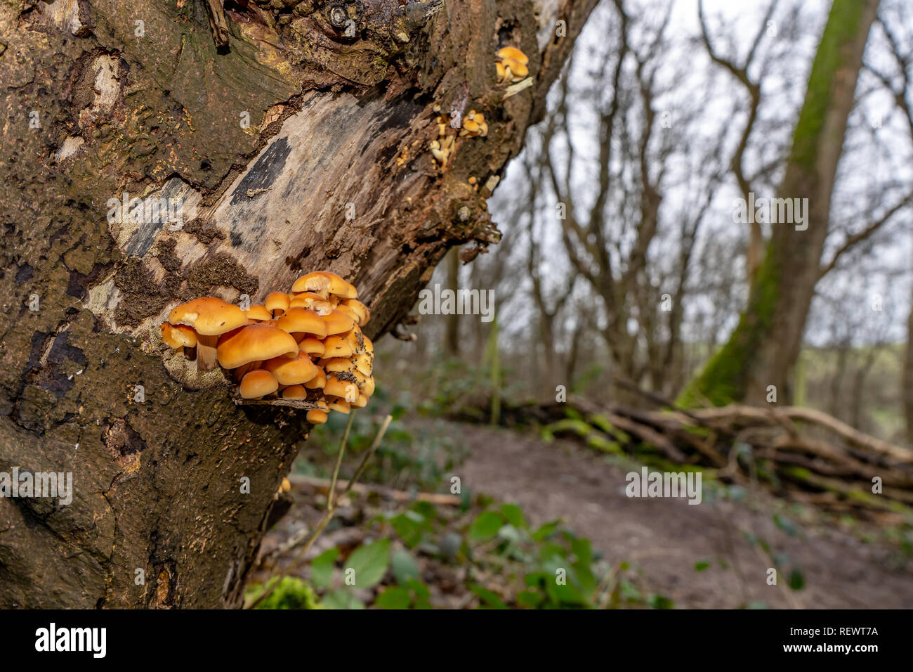 Gambo di velluto funghi sul tronco di albero in un bosco invernale Foto Stock