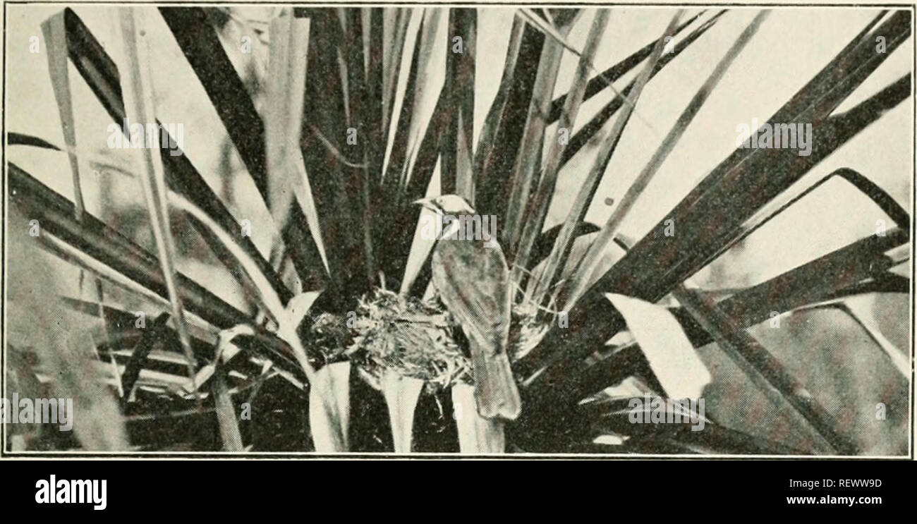. L'Emu. Uccelli -- periodici; uccelli -- Australasia periodici. (CIX.-| Harvey, Bir(^ Note dal Mackay, Q. 39 Honcy-cators fare, ma come tinir .i^(ors in esso può evolvere tliis ]i;il)it. In Macka' distriet solitamente si costruisce il nido ui tlu' PuHdaniis o scrow-palni. Esso si baserà inoltre in un becco cavo o relint- altri Inrds' nidi, come ad esempio la Maf&lt;pic-allodola, Friar-Bird, poco Friar-Hird. e J^)Utchcr-Bird. In onc^ occasione abbiamo scoperto a. Blu-fronte di miele-eater {Entomyza cyanolis) presso il suo nido in Pandanus palm. Foto. IIT W. O. AXn n. C. HARVEY. nido su un foglio di carta-corteccia {Melaleuca), che Foto Stock
