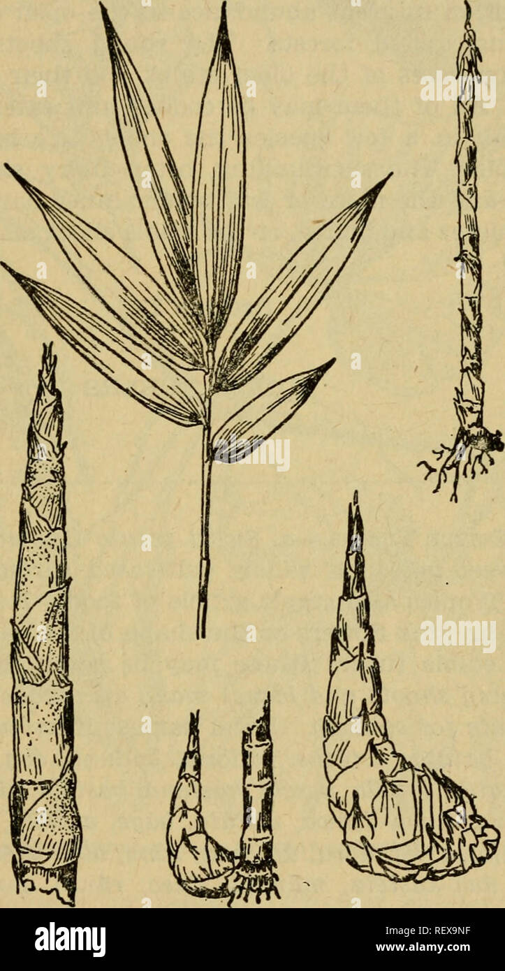 . L'emergenza alimentare piante e piante velenose delle isole del Pacifico. Piante commestibili, -- Isole del Pacifico; piante velenose. .Y'i ^/i. Figura 18.-germogli di bambù (diversi tipi). native dei mercati di Java. Il molto numerosi piccoli semi (specie essendo alleato di miglio italiano) possono essere raccolti e bollito o arrostito; questi sono utilizzati come un cibo di carestia nelle Filippine e in altri paesi. Nomi locali: Luluwan-kebo, 29. Si prega di notare che queste immagini vengono estratte dalla pagina sottoposta a scansione di immagini che possono essere state migliorate digitalmente per la leggibilità - Colorazione e aspetto di queste illustrazioni possono Foto Stock