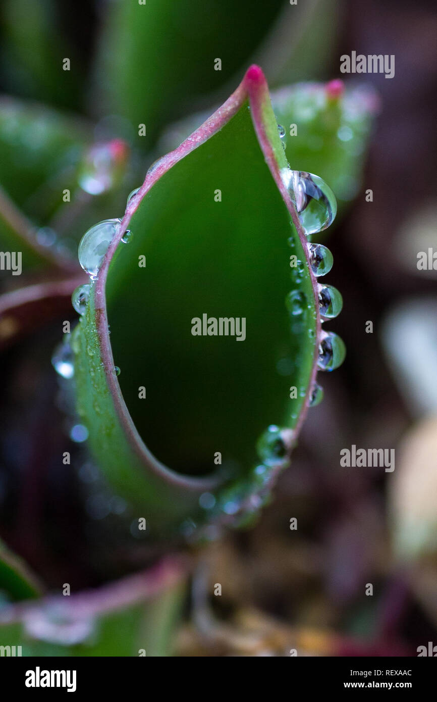 Foglia di tulipano con gocce di pioggia sul bordo Foto Stock