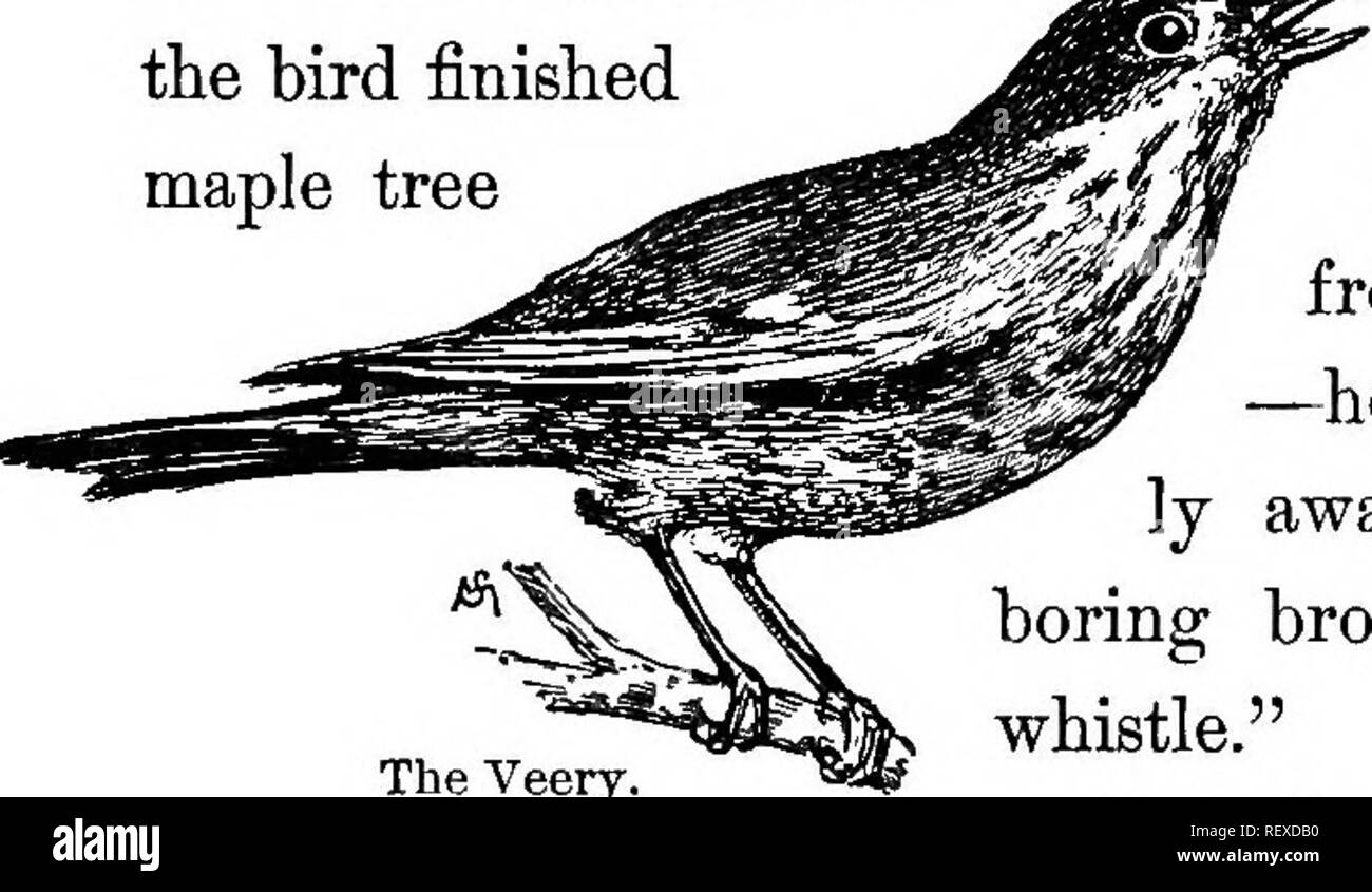 . La vita familiare in campo e del bosco; gli animali, uccelli, rane e salamandre. Zoologia. Realizzato da cantanti. 91 harmonicon qualità di cui ho parlato. Così pronunciato è questo finale di tonalità armonica che potrebbe anche essere così espresso: ^mcP^^ ora, ma questo è una delle frasi che un singolo M di sei musical * bird ha cantato. Un'altra, ma un meno dotato musicista, ha cantato una frase simile. ^ ^ ^, ma di tutti i cantanti, non uno. bird tuttavia chiaro - espresso, uguagliato in destrezza e precisione l'ho sentito la scorsa estate, che ha cantato la seguente: "-^   la distinzione e m è stata l'uccello finito di acero Foto Stock