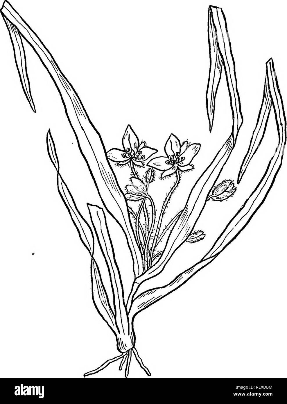 . Le famiglie di piante in fiore. Piante; fanerogame. 46 Le famiglie di piante in fiore. La famiglia Philydraceae è un piccolo gruppo costituito da un unico genere e quattro specie, nativi del arcipelago indiano.. Fig. 40.-Spiderwort, Tradescantia brevicaulis. Capitolo IX. Ordine Liliiflorae. Questo vasto e completo di gruppo può essere distinto nei principali da aventi fiori con sei divisioni del cade pressoché uniforme nel colore e nella tessitura. Esso contiene otto famiglie, alcuni dei quali sono tra le più grandi dei gruppi monoctyledonous.. Si prega di notare che queste immagini sono estratte da sca Foto Stock
