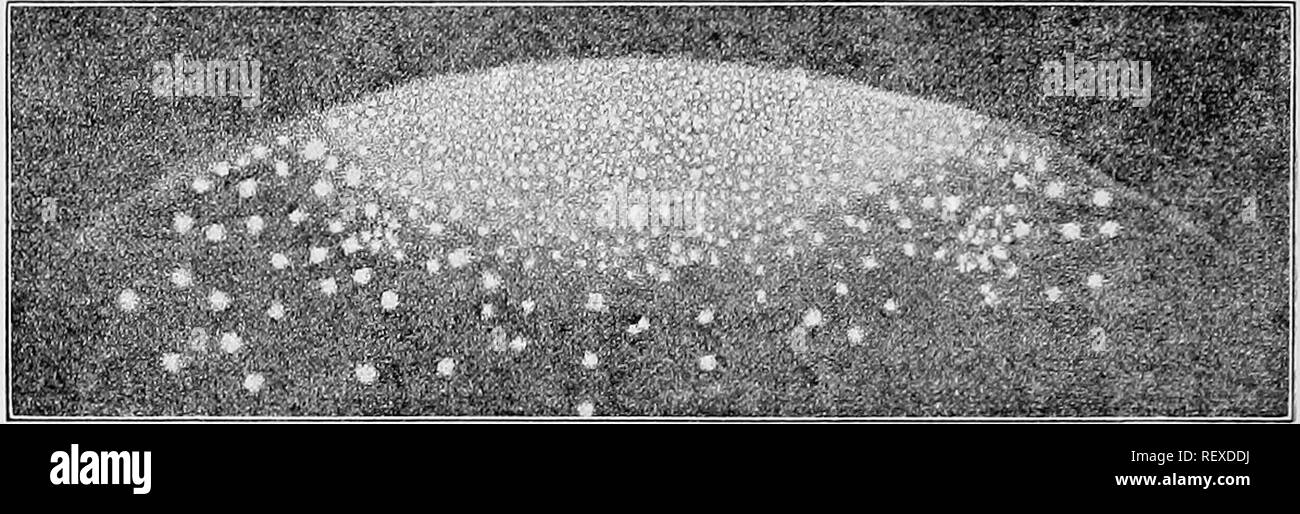 . I protozoi. I protozoi. 294 i protozoi che appare omogeneo a basso ingrandimento, è in realtà causato da un vasto numero di minuti centri di luce. Questi sono strettamente raggruppate nel centro dell'area di luce, ma sono facilmente distin- guished in corrispondenza dei bordi (Fig. 150). Radziszewski ('80) è emerso che un certo numero di differenti sostanze che sono presenti negli organismi viventi hanno questo potere di fosforescenza quando in un mezzo alcalino. Fig. 150. - La fosforescenza in Noctiluca miliaris Sur. [QUATREFAGES.] Una porzione del corpo è rappresentata con numerosi punti scintillanti. Tra i Foto Stock