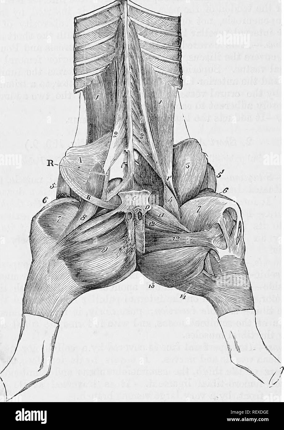 . La anatomia comparata degli animali domestici. Anatomia Veterinaria. 290 TES MUSCOLI. è attaccato, sull'aspetto interno del femore, per le impronte che circonda il forame nutriente-mouabZe inserimento. " O .i,- , "j "io"" azione.-l'pectineus è un adduttore e flessore della coscia, e anche la ruota verso l'interno. Fig. 130.. Muscoli del StTBLUMBAR, ROTULE E INTERNO CKUEAL EEQIONS. 1, Psoas magnus; 1', il suo tendine terminale; 2, Psoas parvus; 3, Iliacus; 4, la sua piccola porzione interna; 5, muscolo della fascia lata; 6, Rectus della coscia; 7, Vastus internus; 8, lungo adduttore della gamba; Foto Stock
