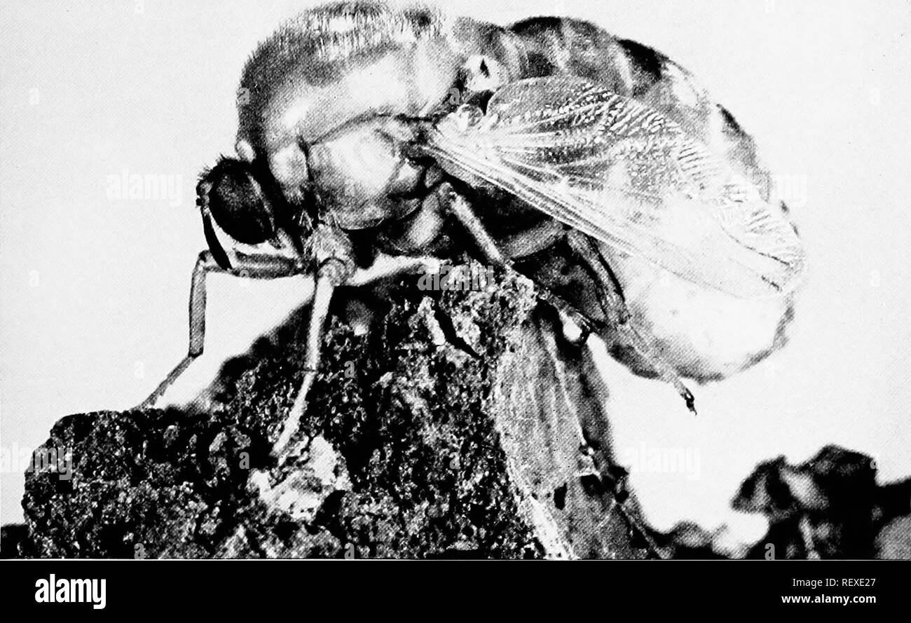 . [Articoli su uccelli da National Geographic Magazine]. Gli uccelli. MAR^'ELS di metamorfosi 821. Questo è il volo che di cui l'uovo, che ha prodotto il killer, che ha vissuto la vita che la telecamera catturati Allegato B in ttie dual mistero è "Smithi" (Ocnaea smithi), il villain "nel caso del violoncello- guaina phane" (pagina 826). Come un insetto warplane, la femmina adulta di questo volo crociere sulla campagna di burst di cottura dopo la raffica di microscopiche di uova. Quando le minuscole larve berlina sul terreno, molti di loro miracolosamente a trovare la loro strada nei nidi di botola di ragni.. Motivo Foto Stock