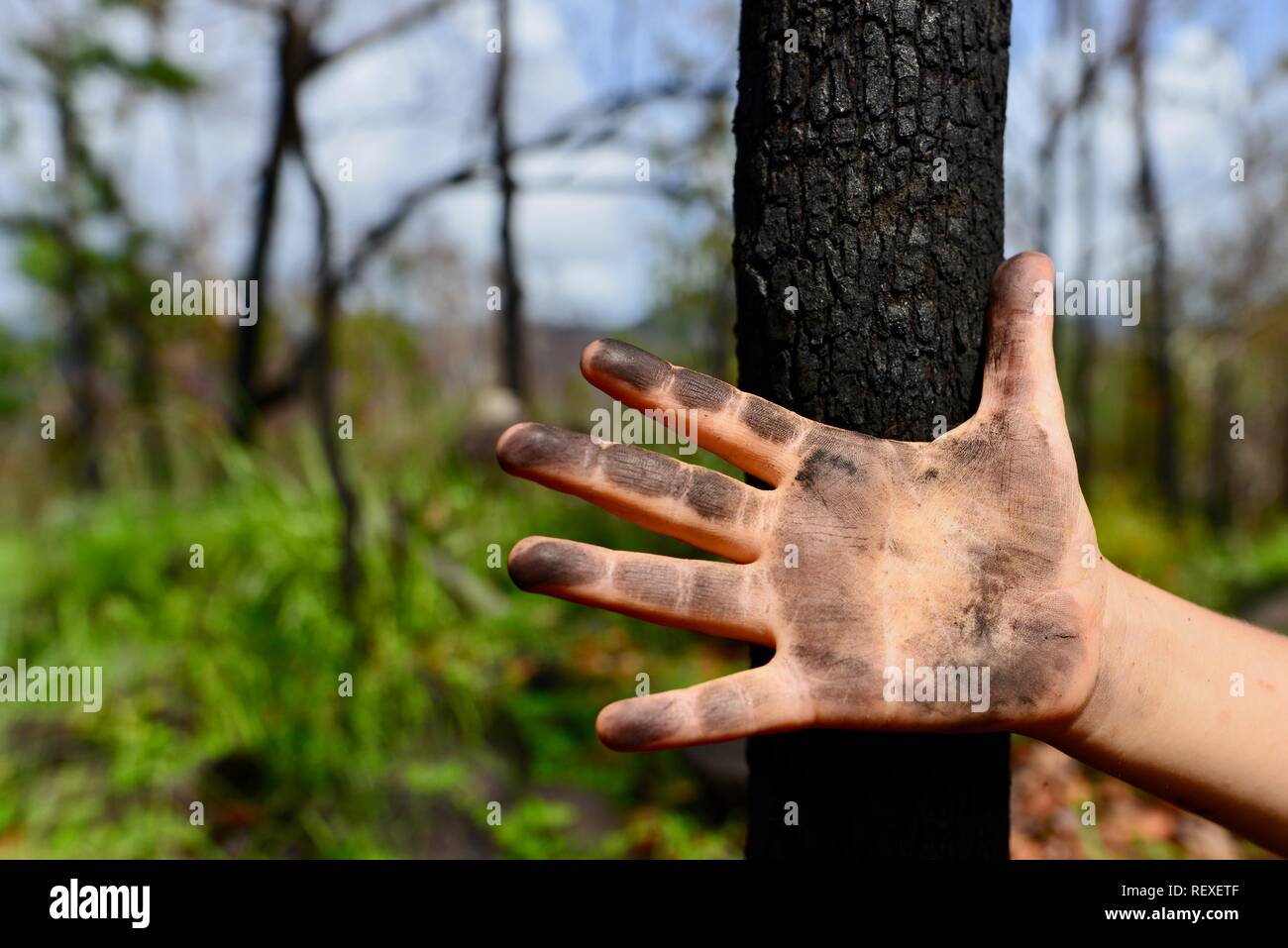 Un bambino la mano ricoperta di cenere dopo aver toccato un tronco di albero dopo un incendio di foresta, Mia Mia la foresta di stato, Queensland, Australia Foto Stock