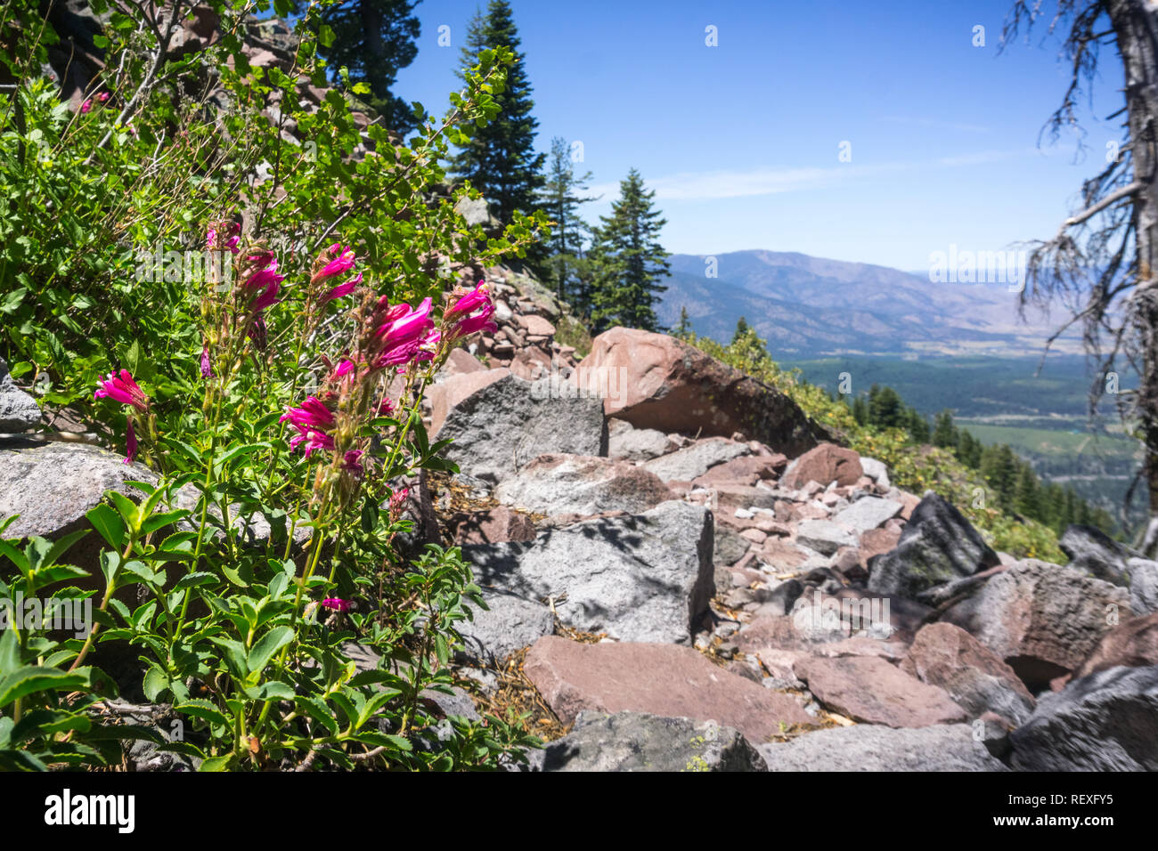 Orgoglio di montagna (Penstemon newberryi) fiori selvatici crescente sul lato di un sentiero escursionistico, Siskiyou County, California settentrionale Foto Stock