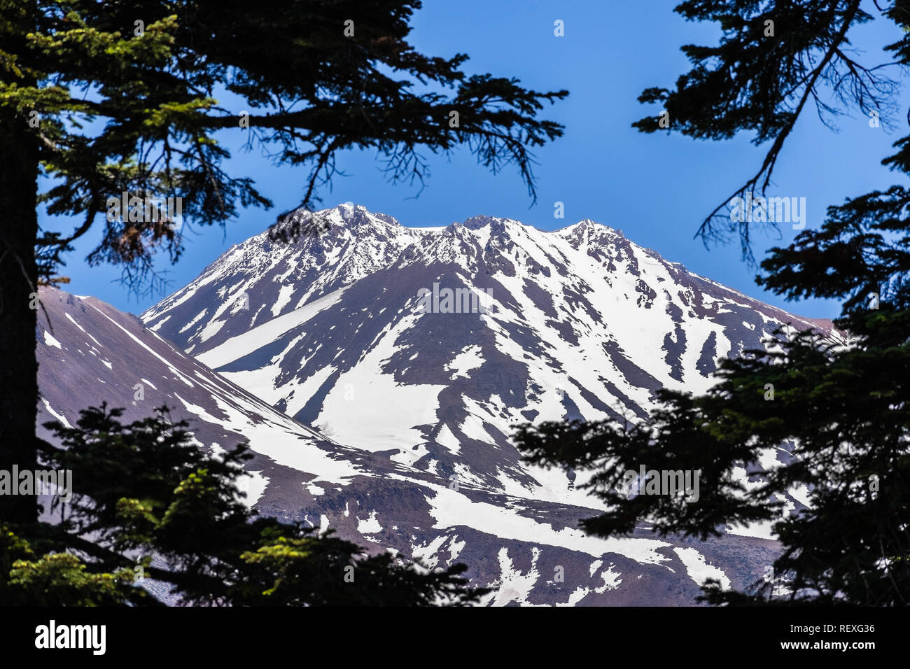La coperta di neve vetta del monte Shasta incorniciato da alberi sempreverdi su una soleggiata giornata estiva, California Foto Stock