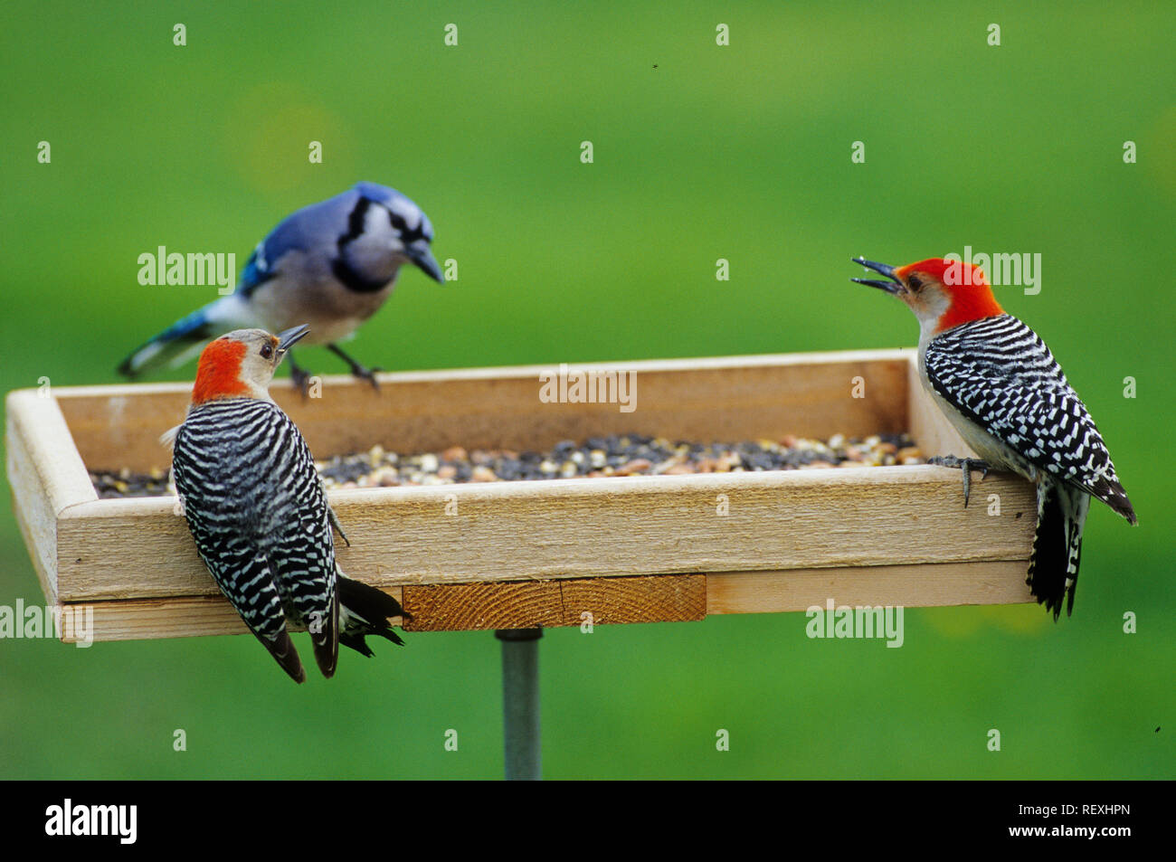 01196-01813 rosso-panciuto picchi (Melanerpes carolinus) maschile e femminile, Blue Jay (Cyanocitta cristata) nel vassoio alimentatore Marion Co. IL Foto Stock