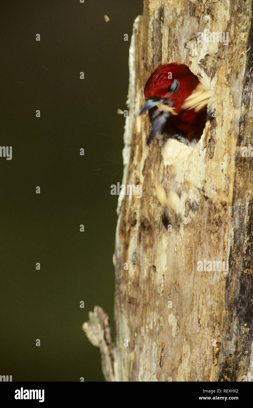 01197-02402 Red-headed Woodpecker (Melanerpes erythrocephalus) scavare cavità nido IL Foto Stock