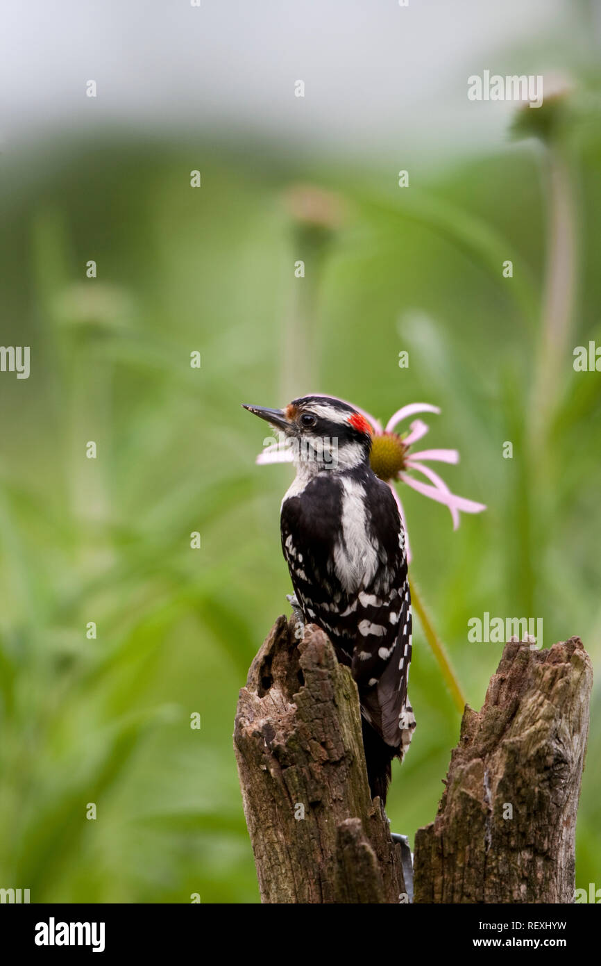 01206-03316 Picchio roverella (Picoides pubescens) maschio sul palo da recinzione vicino al giardino dei fiori di Marion, Co., IL Foto Stock