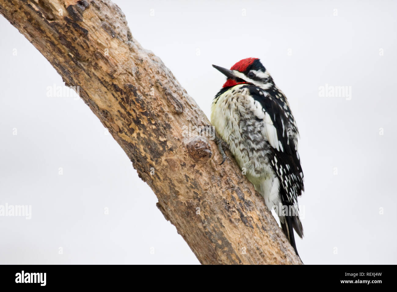 01214-002.07 a becco giallo (Sapsucker Sphyrapicus varius) maschio, Marion Co. IL Foto Stock