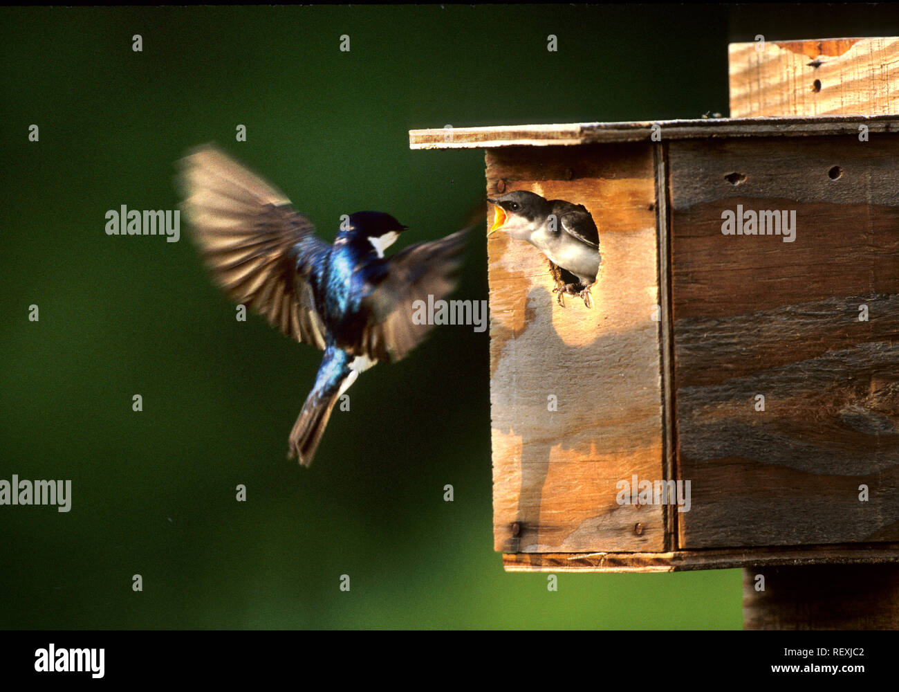 01272-007.17 Tree Swallow (Tachycineta bicolor) maschio battenti per incastonato a scatola di nido, Marion Co. IL Foto Stock