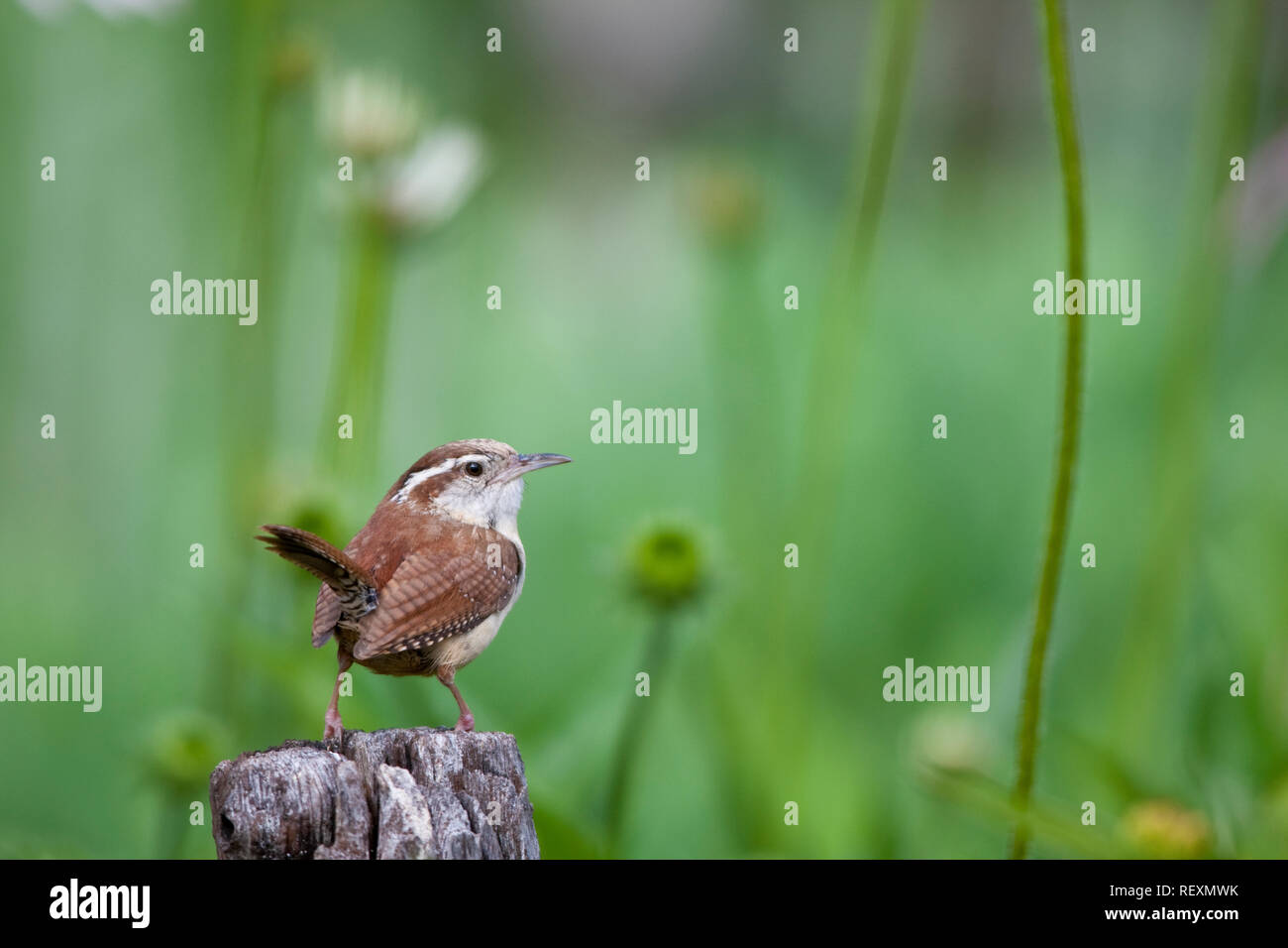 01323-00908 Carolina Wren (Thryothorus ludovicianus) sul palo da recinzione vicino al giardino di fiori, Marion Co., IL Foto Stock