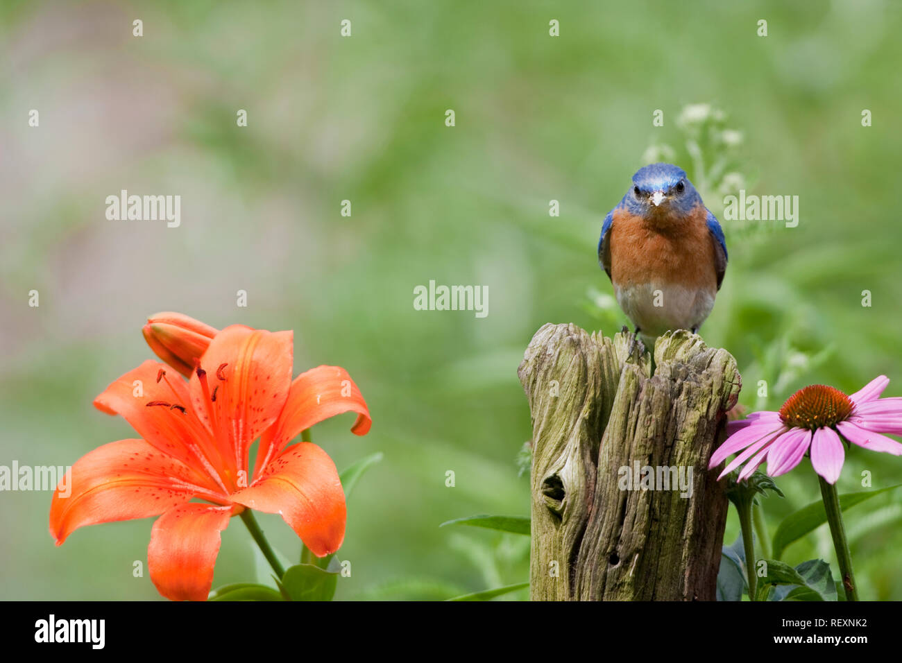 01377-17305 Orientale (Bluebird Sialia sialis) maschio sul palo da recinzione vicino al giardino di fiori, Marion Co., IL Foto Stock