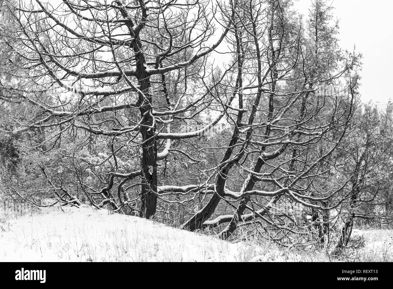 Rocky Mountain Ginepro, Juniperus scopulorum, alberi bruciati dal wildfire, su un snowy giorno di novembre nel sud unità di Parco nazionale Theodore Roosevelt, Foto Stock