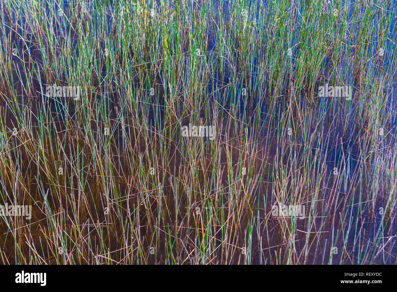 Verde di erbe palustri delle Everglades Foto Stock