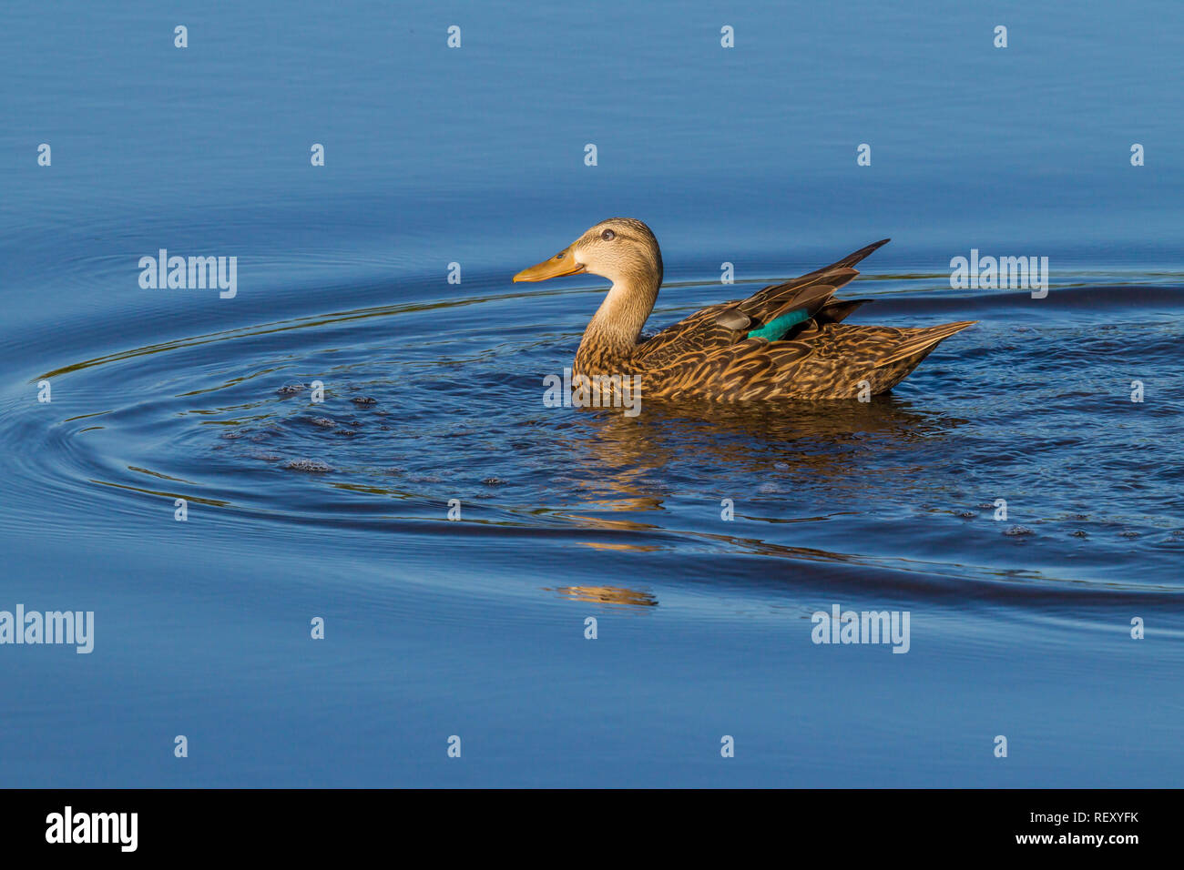 Malard anatra femmina in primavera Foto Stock