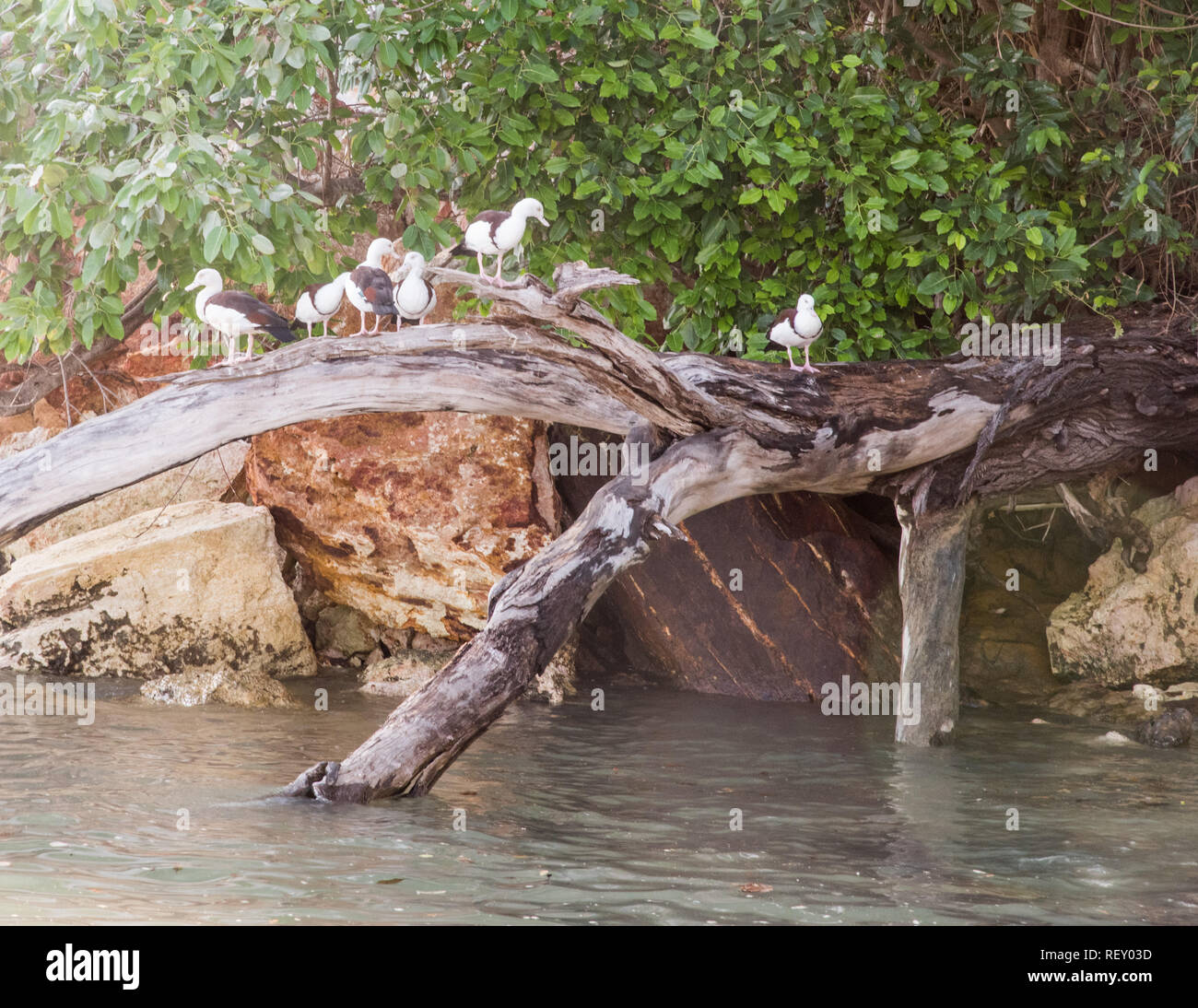 Gruppo di Radjah Shelducks arroccato su albero con rocce costiere sul lungomare a Darwin, in Australia Foto Stock