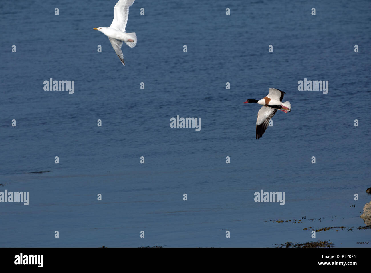 ​Shelduck (Tadorna tadorna), perseguendo le aringhe gabbiano (Larus argentatus), che è stato minacciando una covata di shelducklings, recentemente tratteggiata. Foto Stock