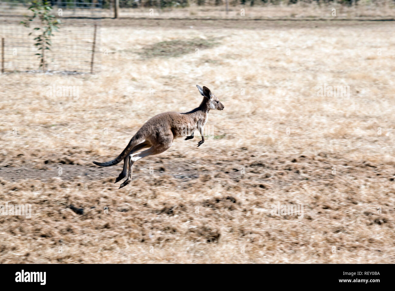 Il joey western gray si spostano rapidamente facendo balzi lungo Foto Stock