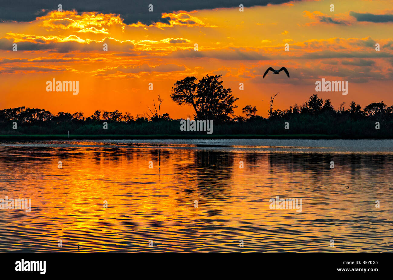 Assateague Island, Berlin Maryland USA Foto Stock