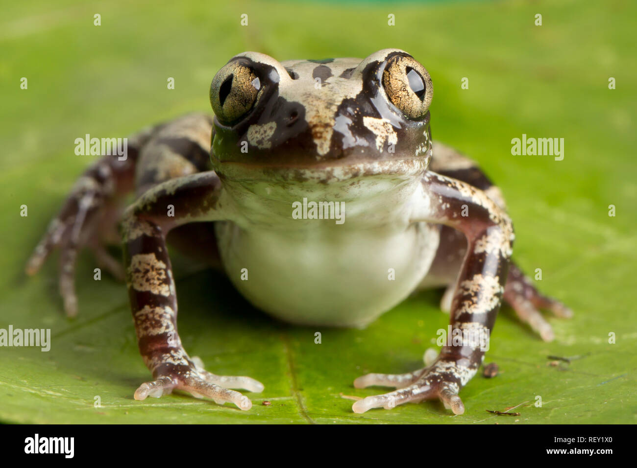 Il gorgogliamento Kassinas, Kassina senegalensis, hanno una sorprendente nero e oro di colorazione e sono membri del genere hyperoliid. Foto Stock