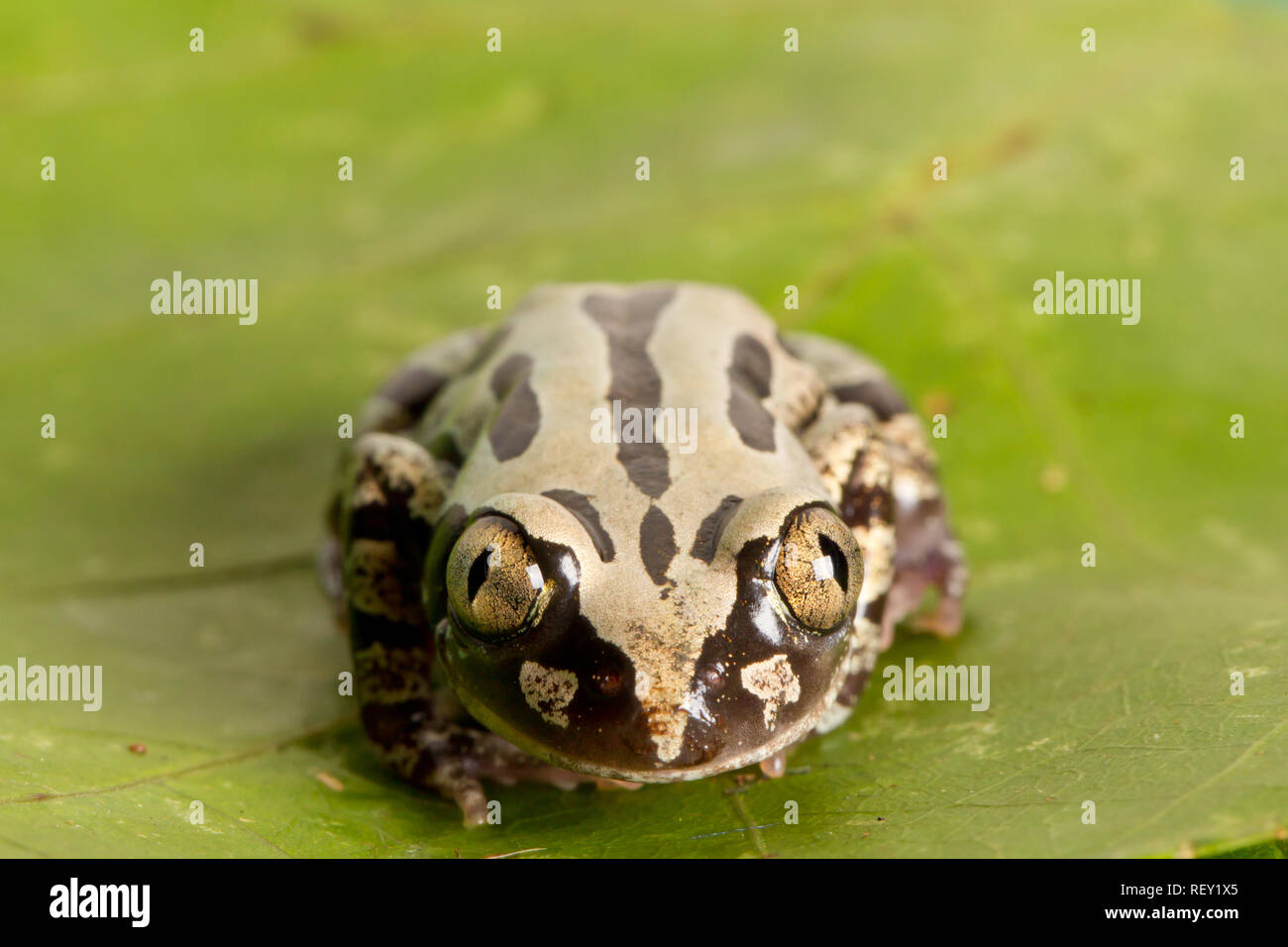 Il gorgogliamento Kassinas, Kassina senegalensis, hanno una sorprendente nero e oro di colorazione e sono membri del genere hyperoliid. Foto Stock