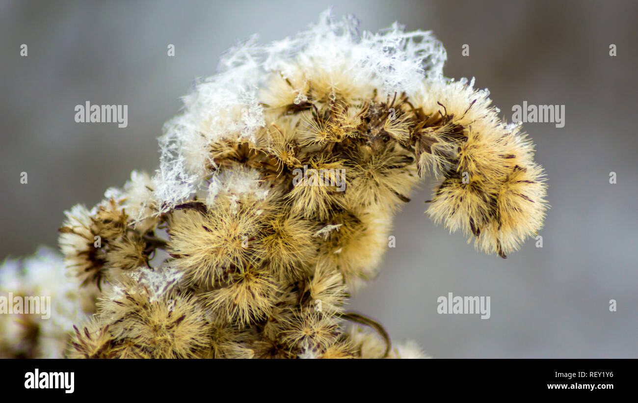 Ramo di piante in inverno con cristalli di neve e fiocchi di neve. Sfondo sfocato. Macro. Foto Stock