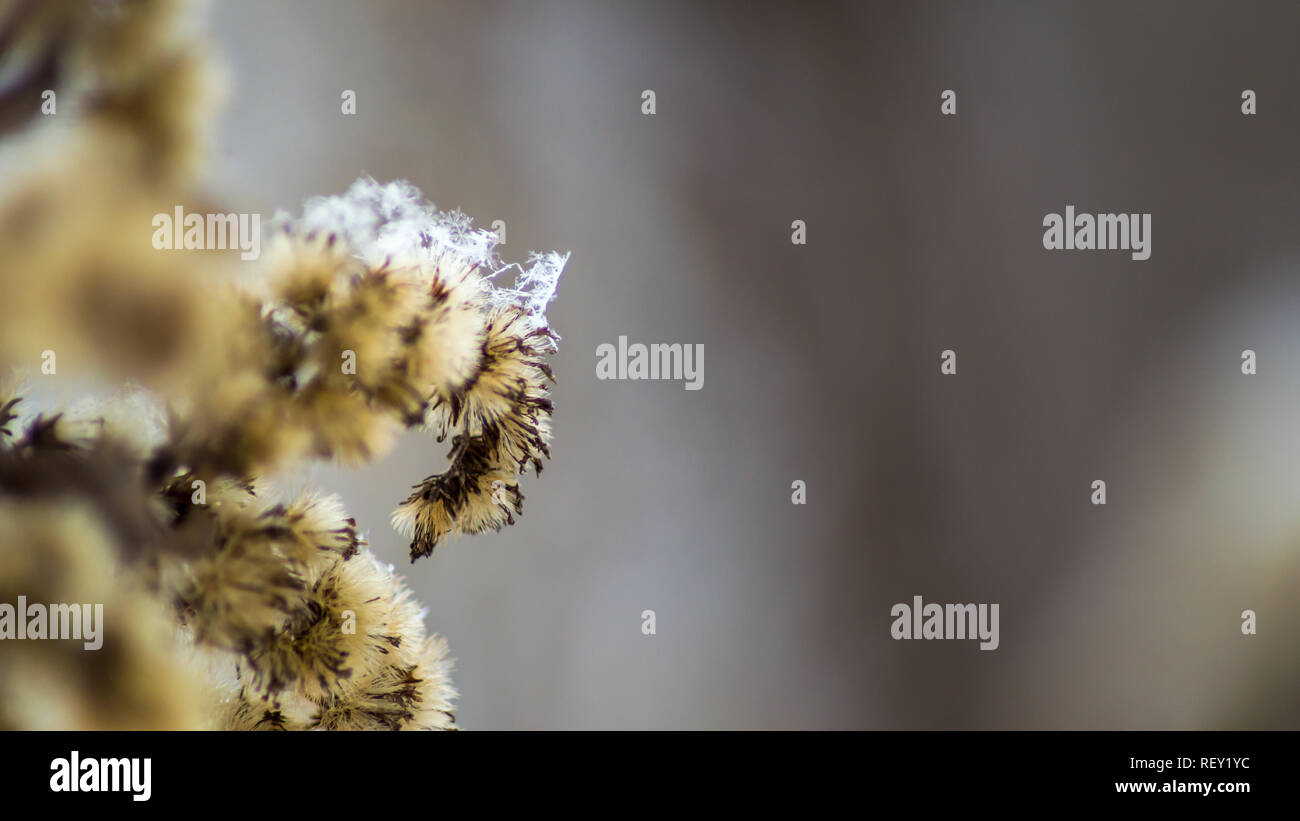 Ramo di piante in inverno con cristalli di neve e fiocchi di neve. Sfondo sfocato. Macro. Foto Stock