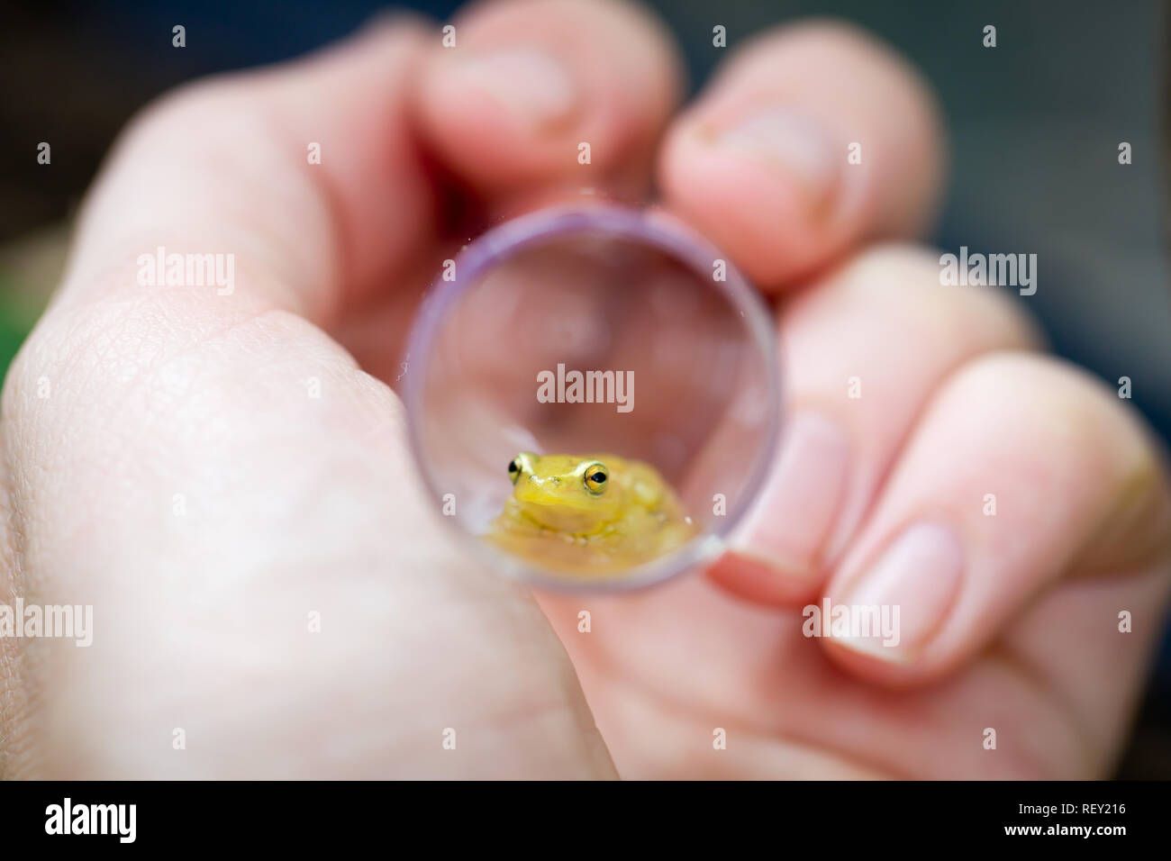 Un herpetologist esamina una specie gravemente minacciate Pickersgill Reed della rana, Hyperolius pickersgilli, all'interno di un tubo per campione, Richards Bay, KwaZulu-Natal Foto Stock