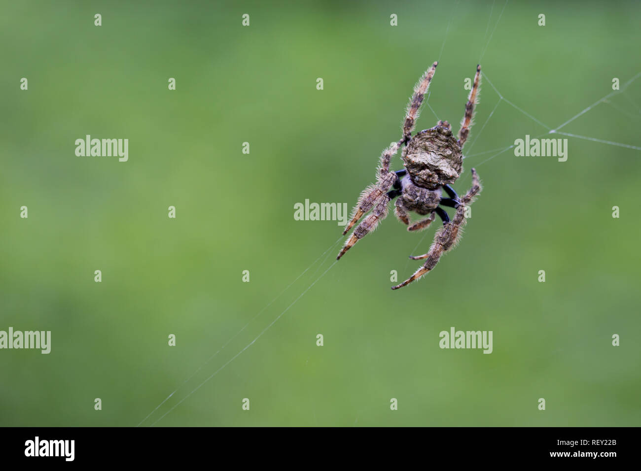 Un ragno peloso tesse un velo contro uno sfondo verde nella foresta costiera di Richards Bay, KwaZulu-Natal, in Sudafrica. Foto Stock