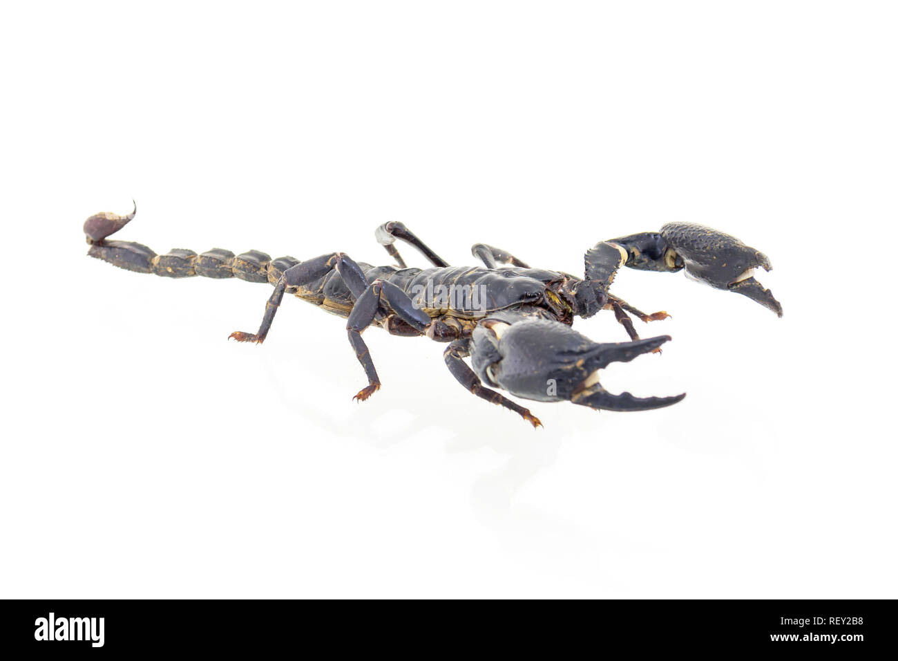 Scorpion isolati su sfondo bianco Foto Stock