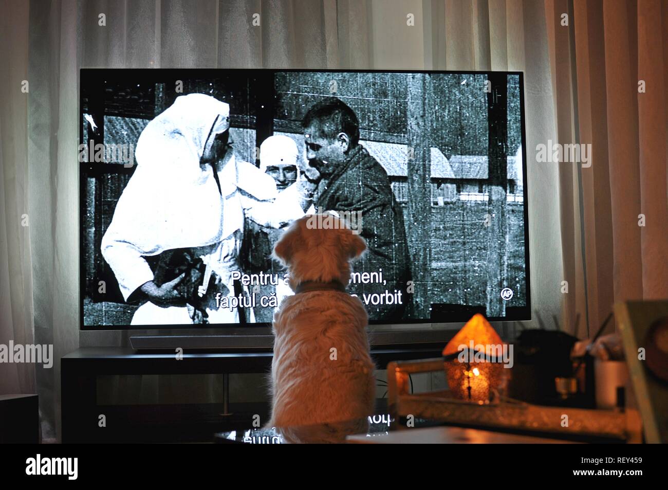 Un cane bianco seduta (localizzazione) davanti a una grande TV e guardare un bianco e nero documentario al sera in salotto Foto Stock