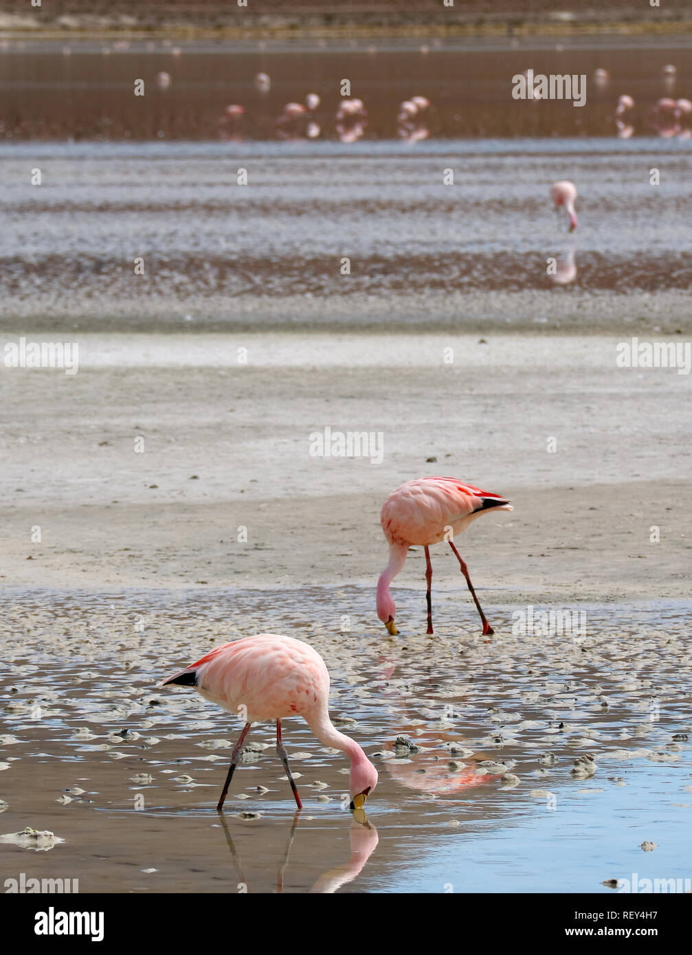 Due fenicotteri pascolare nel profondo di acqua salina di Laguna Hedionda Lago con sfocata Flamingo Gruppo in background, Altipiano boliviano, Potosi, Bolivia Foto Stock