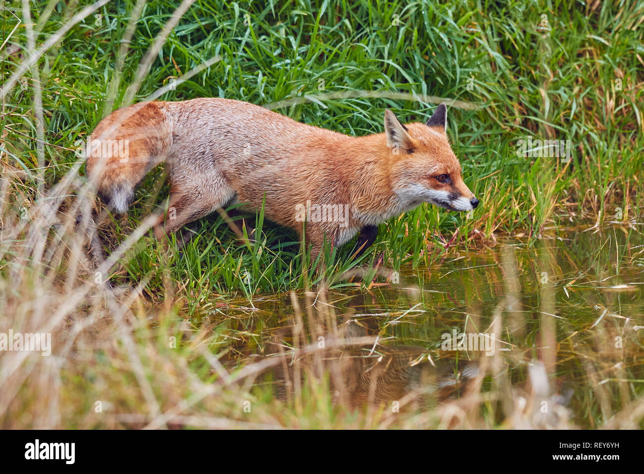 La Volpe rossa (Vulpes vulpes vulpes) è un comune di Predator, nativo del Regno Unito, e diffusa in tutta l'Eurasia e Nord America. È molto comune in Gran Bretagna. Foto Stock