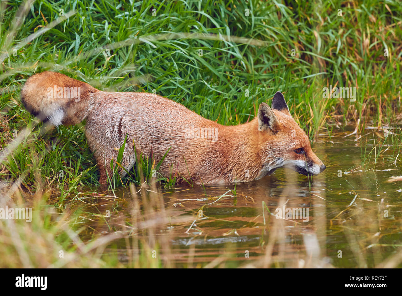 La Volpe rossa (Vulpes vulpes vulpes) è un comune di Predator, nativo del Regno Unito, e diffusa in tutta l'Eurasia e Nord America. È molto comune in Gran Bretagna. Foto Stock