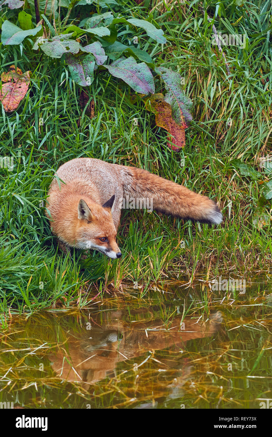 La Volpe rossa (Vulpes vulpes vulpes) è un comune di Predator, nativo del Regno Unito, e diffusa in tutta l'Eurasia e Nord America. È molto comune in Gran Bretagna. Foto Stock