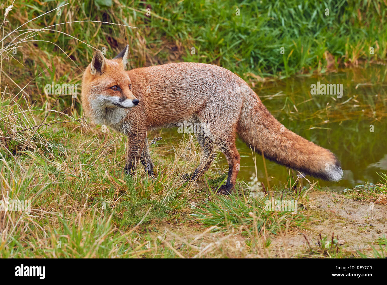 La Volpe rossa (Vulpes vulpes vulpes) è un comune di Predator, nativo del Regno Unito, e diffusa in tutta l'Eurasia e Nord America. È molto comune in Gran Bretagna. Foto Stock