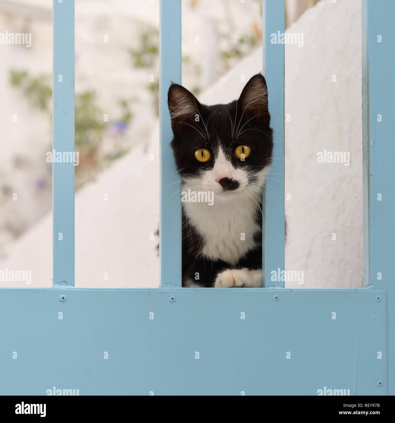 Carino giovane bicolore nero-bianco gattino su una porta blu guardando curiosamente, isola del Mar Egeo, in Grecia, in Europa Foto Stock