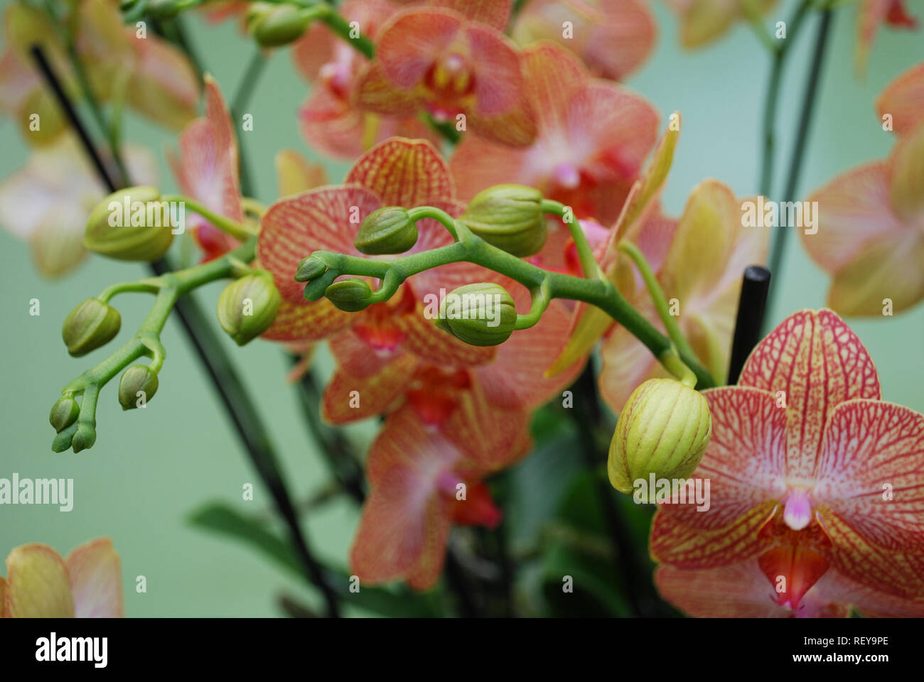 " Orchidea Phalaenopsis rosa' bud sul ramo sui fiori sfondi. Piante decorative per il giardinaggio e la serra. Foto Stock