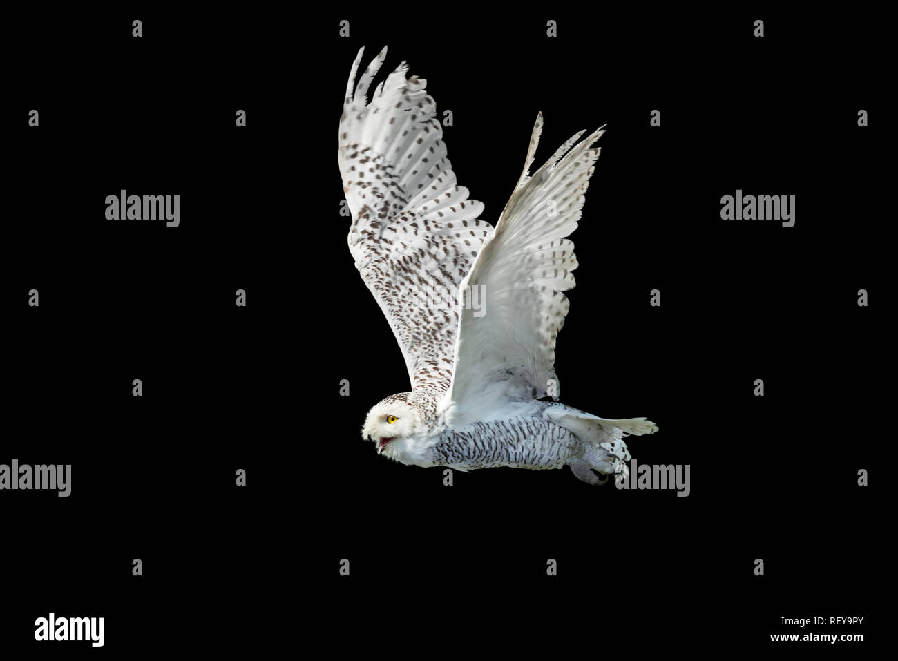 Flying snow owl isolato su nero Foto Stock