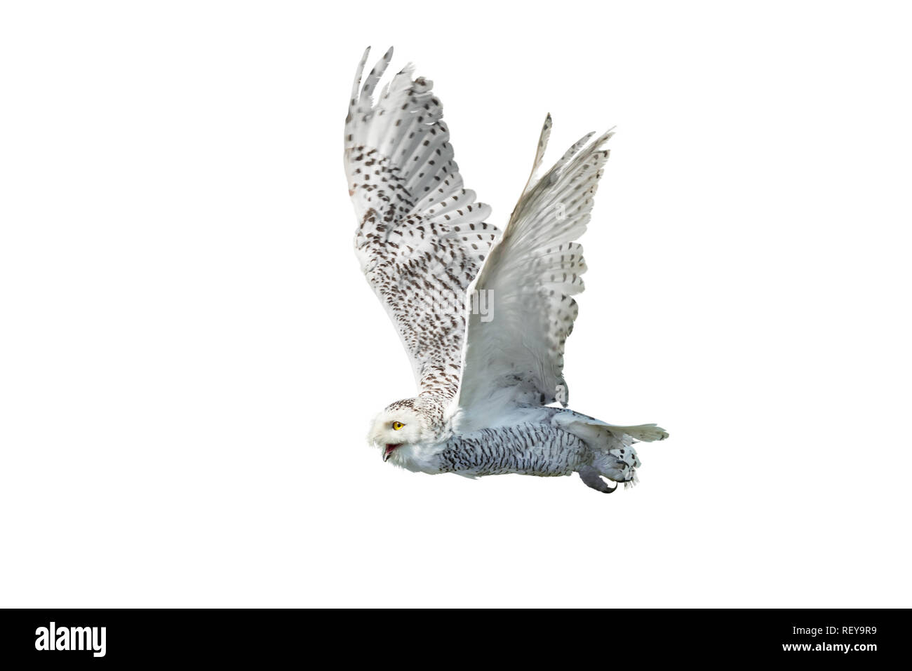 Flying snow owl isolato su bianco Foto Stock